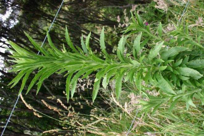 Broad Leaved Fleabane